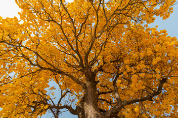 Typical brazilian tree, Yellow ipe in bloom