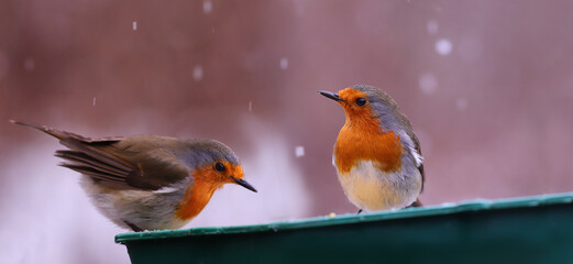  Two robins a feeder during a snowfall on a blurry background