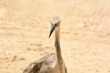 afternoon of seagulls 3
