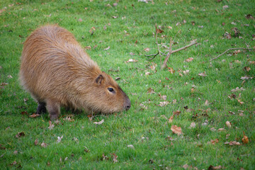 Le Capybara est le plus gros rongeur du monde. Il lime ses longues incisives sur le bois pour éviter qu'elles ne le blessent. Il vive en groupes d'une dizaine gérés par la femelle dominante