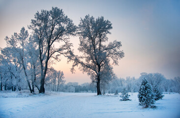 Winter landscape with snow covered tall trees and road at sunset sky