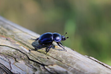 Blue beetle sitting on a wood surface in detail.