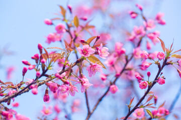 Branch of Prunus Kanzan cherry. Pink double flowers and green leaves in the blue sky background, close up. Prunus serrulata, flowering tree, called as Kwanzan, Sekiyama cherry, Japanese cherry, Sakura