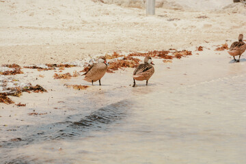 afternoon of seagulls
