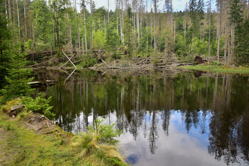 Boubín Lake, as a navigable reservoir on the Kaplický brook, was built in 1833 to simplify the...