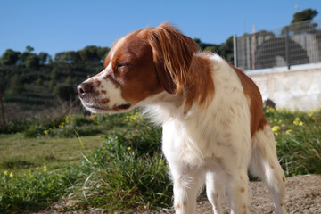 Spaniel breton