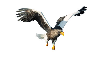 Adult Steller's sea eagle in flight. Front view. Scientific name: Haliaeetus pelagicus. Isolated on white background.