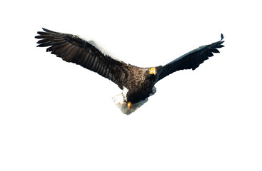 Adult Steller's sea eagle in flight. Front view. Scientific name: Haliaeetus pelagicus. Isolated on white background.