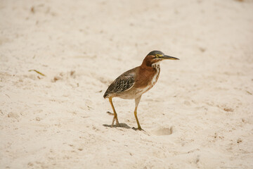 afternoon of seagulls
