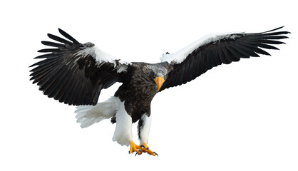 Adult Steller's sea eagle in flight.  Scientific name: Haliaeetus pelagicus. Isolated on white background.