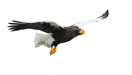 Adult Steller's sea eagle in flight.  Scientific name: Haliaeetus pelagicus. Isolated on white background.