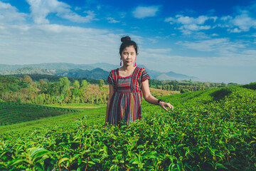 Asian women wearing blue shirts picking tea leaves in a tea plantation in Chiang Rai Province, Thailand