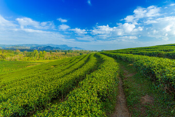 Fototapeta na wymiar Green tea field in morning 