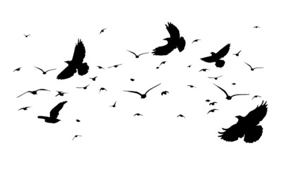 A flock of flying birds. Free birds. Vector illustration