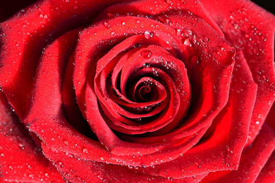 Scarlet rose in dew drops