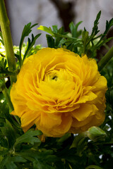 Yellow mini peony with green branches