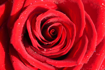 Scarlet rose in dew drops