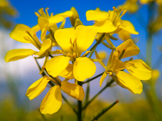 A close up of beautiful mustard flower on the blue sky