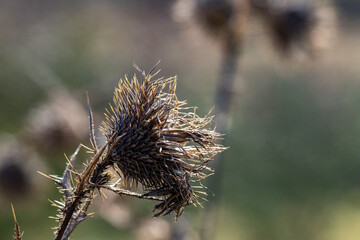 Flor de planta seca com sementes