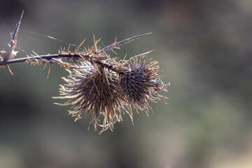 Flor de planta seca com sementes