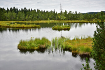 Chalupská slať Šumava