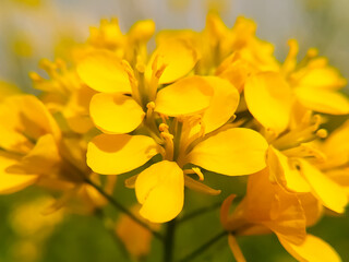 A close up of beautiful mustard flower in the field. Rajasthan, India