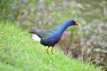 frango dagua azul