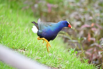 frango dagua azul