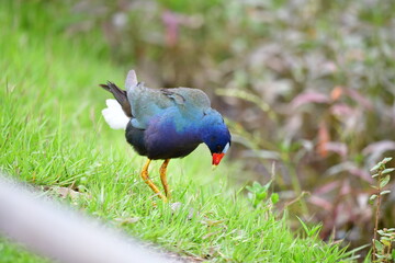 frango dagua azul