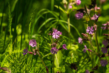 Russia. Kronstadt. June 2, 2021. Bright pink flowers of the dioecious dormouse.