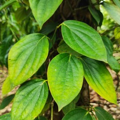 closeup of Javanese chili leaves are the basic ingredients for making traditional medicine.