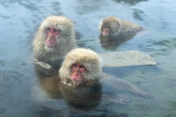 Japanese macaques in the water of natural hot springs. The Japanese macaque ( Scientific name: Macaca fuscata), also known as the snow monkey. Natural habitat, winter season.