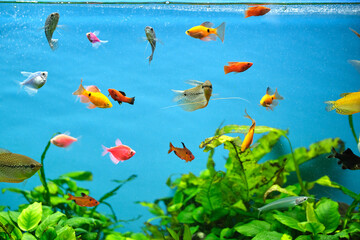 Naklejka na ściany i meble Colorful exotic fish swimming in deep blue water aquarium with green tropical plants