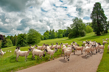 Sheep grazing in the summertime meadow in the UK.