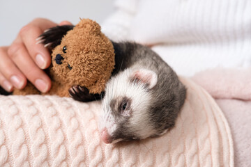 Fototapeta na wymiar Ferret pet with teddy bear sleep on a white background, isolated.
