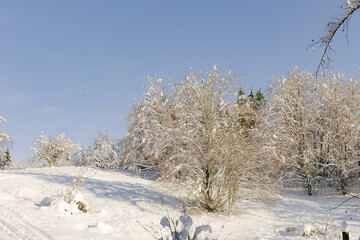 snowy trees on a bright and sunny day 