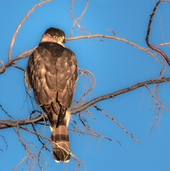 Cooper's Hawk at dawn