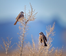 Two sparrows in the early morning