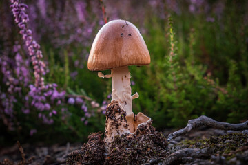 mushrooms in the forest