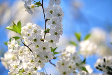Twigs of cherry tree with white blossoming flowers in early spring