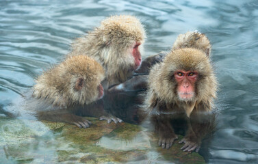 Japanese macaques in the water of natural hot springs. The Japanese macaque ( Scientific name: Macaca fuscata), also known as the snow monkey. Natural habitat, winter season.