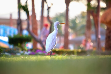 Obraz premium White cattle egret wild bird, also known as Bubulcus ibis, walking on green lawn at hotel yard in summer