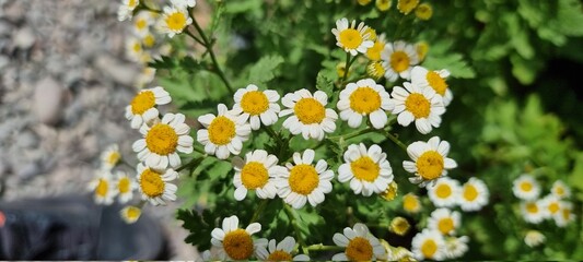 flowers in the garden