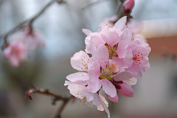 cherry blossom branch with delicate white-pink petals close-up. beauty in nature in spring