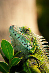 some cool and beautiful animals