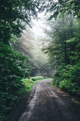 Fototapeta premium Small road in dark mysterious forest with mist and fog