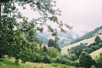 Apples growing on apple tree in the green hills of the Black Forest Schwarzwald in Germany