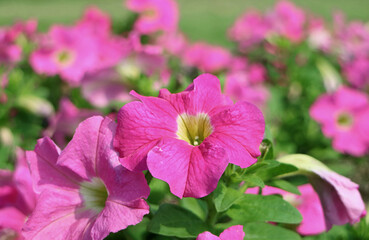 Closeup Gorgeous Hot Pink Petunias Blossoming in the Sunlight
