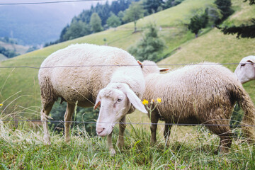 Obraz premium Sheep in the green fields of the Schwarzwald Black Forest in Germany