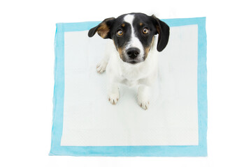 Puppy dog  sitting on a pee disposables pad training. Isolated on white background